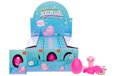 PARTIJ GROWING EGG AXOLOTL IN DISPLAY