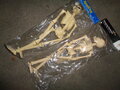 HALLOWEEN SKELET 38CM