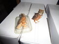 PARTIJ DEL PRADO DIEREN 