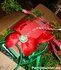 PARTIJ HOOFDBAND MISTLETOE
